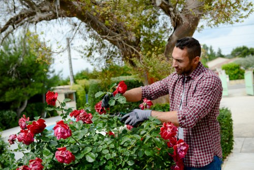 A man with short dark hair, dressed in a red and white checkered shirt and wearing gardening gloves, is carefully tending to a vibrant bush of pink roses in a well-maintained front garden. The garden features a neatly trimmed hedge along the sidewalk, with lush green grass and a variety of plants visible in the background. A large tree with spreading branches provides partial shade, and the scene is set on a bright, clear day with natural sunlight illuminating the garden. Behind, suburban houses and utility poles are seen under a partly cloudy sky, indicating a typical residential area in Brixton. The man appears focused and engaged in gardening, suggesting professional landscape or garden maintenance work by Landscapers Brixton. This scene exemplifies a tidy, inviting outdoor space suitable for garden renovations and routine lawn care, reflecting the high standards of local gardening services.