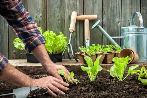 A person wearing a plaid shirt is planting young green lettuce seedlings into dark, fertile soil in a garden bed. Surrounding the planting area are various gardening tools including a small hand trowel, a watering can, and biodegradable pots. In the background, there is a weathered wooden fence and additional potted plants, indicating a well-maintained outdoor space. The garden appears to be in a residential backyard, with natural daylight enhancing the vibrant green tones of the plants and the rich soil, fitting for gardening services in Brixton or nearby areas. The scene emphasizes careful nurturing and outdoor cultivation, aligning with gardening and landscape improvement activities provided by professionals like Landscapers Brixton, supporting garden enhancement projects and outdoor landscaping ideas for urban gardens in the UK.