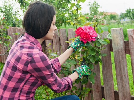 A woman with dark hair, wearing a pink and purple plaid shirt and colorful gardening gloves, is tending to a vibrant pink rose bush in a backyard garden. She is reaching up to prune or inspect the blooms, with a wooden fence in the background. The garden features a well-maintained lawn and a variety of green foliage, including leafy shrubs and trees visible in the background. The outdoor space appears lush and tidy, with natural daylight illuminating the scene, suggesting a clear weather day. This setting exemplifies typical gardening activities in a residential garden, consistent with lawn and garden care services offered by firms such as Landscapers Brixton, enhancing outdoor aesthetics and plant health.