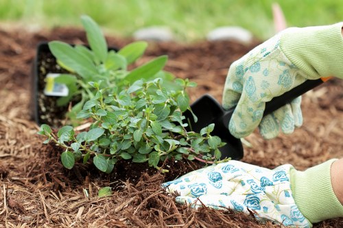 A gardener wearing light green gardening gloves is planting a small shrub into a bed of rich, dark soil in a landscaped garden. The shrub has bright green, oval-shaped leaves, and is being carefully positioned near a neatly prepared planting area, likely part of a wider garden layout. In the background, there are other planted areas with visible soil and small garden elements, suggesting an organized outdoor space. The soil appears freshly turned, and the surrounding environment is lush and green, indicative of ongoing garden maintenance in Brixton, contributing to a well-kept outdoor area. This scene exemplifies gardening and planting activities typical of professional landscaping services offered by landscapersbrixton.co.uk, aimed at enhancing garden aesthetics and health.