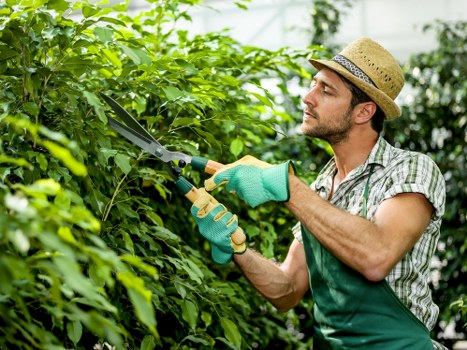 The image depicts a man in a garden or outdoor space with a lush hedge or shrubbery in the background. He is wearing a straw hat, a checkered shirt, and green gardening gloves while using a pair of pruning shears to trim and shape the dense green foliage. The hedge appears well-maintained and is situated at the edge of a landscaped yard or garden area, which may be part of a residential property in Brixton, South London. The surrounding environment is bright, indicating daylight, and the scene emphasizes garden maintenance activities that contribute to neat and attractive outdoor spaces. This visual aligns with professional gardening services provided by companies like Landscapers Brixton, who specialise in garden and outdoor area upkeep including hedge trimming, lawn care, and other landscaping tasks. The soil and plant textures are visible, with healthy, vibrant green leaves creating a natural, inviting atmosphere. The setting illustrates the importance of regular garden maintenance in maintaining a balanced and well-kept outdoor environment within urban residential families looking to enhance their garden's appeal.