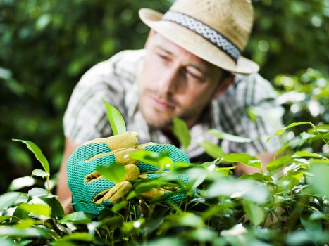 A man wearing a straw hat and green gardening gloves carefully tending to green shrubbery in a garden setting. The garden features a well-maintained lawn area in the foreground, with dense bushes and hedges forming a natural boundary. In the background, there are tall trees and lush foliage, indicating a mature, established outdoor space. The soil around the plants appears healthy and moist, suggesting recent gardening activity. The lighting is natural, with sunlight filtering through the leaves, creating a vibrant and inviting atmosphere. This scene exemplifies typical landscaping and gardening work that a professional service like Landscapers Brixton might undertake in a residential outdoor space near Brixton, contributing to the overall aesthetic and health of the garden.