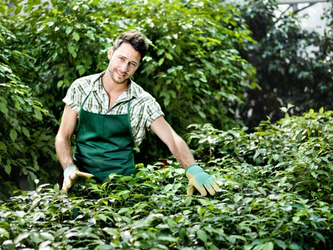 A young male gardener with short, dark hair, wearing a green apron over a light plaid shirt and gardening gloves, is tending to lush green bushes in a garden. The background features densely planted foliage, including trees and shrubs, under natural daylight with a slightly overcast sky. The garden scene shows a well-maintained outdoor space, possibly part of a residential garden in Brixton, with healthy, vibrant plants suggesting regular lawn and shrub care by professional landscapers. The gardener's focused posture indicates attentive pruning or maintenance work, supporting gardening services offered by companies like landscapersbrixton.co.uk. The setting demonstrates a structured landscaped yard with neatly trimmed bushes, natural green tones, and garden beds bordered by paving or soil, with no visible flowers or earth disturbances, in a typical outdoor environment suitable for lawn and gardening expertise in the Brixton area.