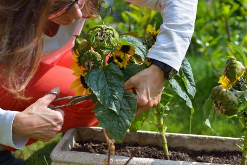 A close-up view of a person engaged in gardening within a garden space, focusing on their hands holding a sunflower plant with bright yellow flowers and broad green leaves. The background reveals a lush environment with additional plants, possibly in a front or back garden setting near Brixton, featuring densely planted foliage and natural soil within a rectangular planter. The scene is lit by natural sunlight, indicating a clear day, and the overall environment emphasizes outdoor maintenance and horticultural care typical of professional gardening services offered by Landscapers Brixton. The image captures the meticulous process of plant handling amidst a well-established garden landscape with vibrant greenery and natural textures, aligning with services around outdoor garden upkeep and plant care in the Brixton area.